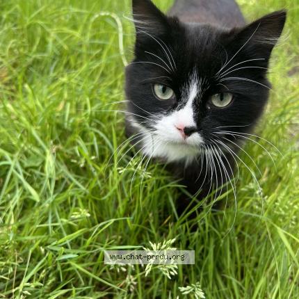 Photo 1/1 Yoshi Chat lost in Le fouilloux