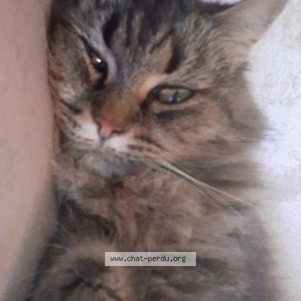 Photo 1/3 Maya Chat lost in Toulouse