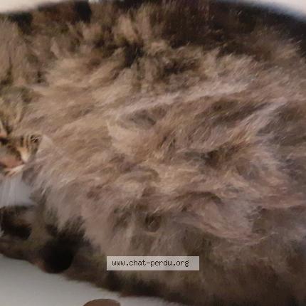 Photo 2/3 Maya Chat lost in Toulouse