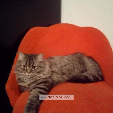 Photo 3/3 Maya Chat lost in Toulouse