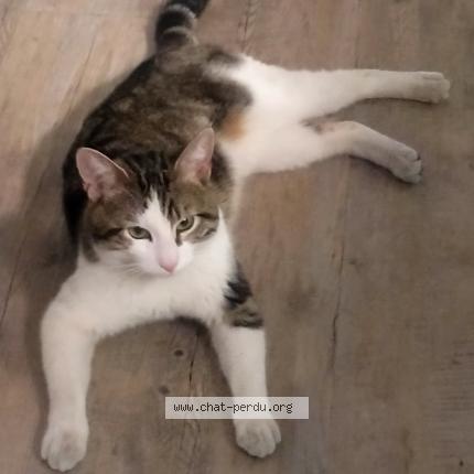 Photo 1/1 Found cat Found in Besancon