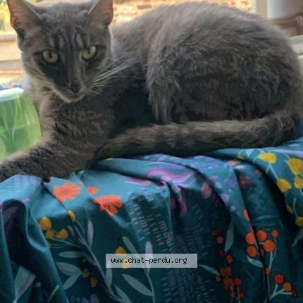 Photo 1/1 Mimi Chat lost in Hornu