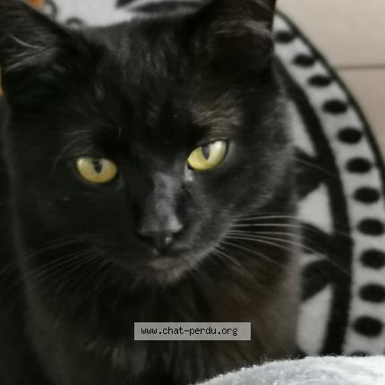 Photo 1/1 Yoda Chat lost in Arandon passins