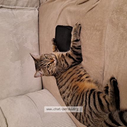 Photo 1/1 Miya Chat lost in Verneuil sur seine