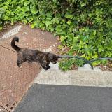 Picture of cat found at Puteaux