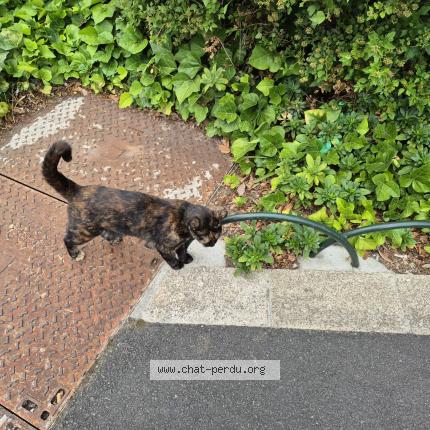 Photo 1/1 Found cat Found in Puteaux