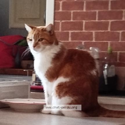 Photo 1/1 Candy Chat lost in Trelaze