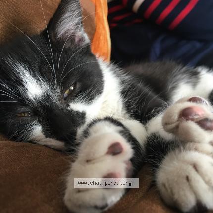 Photo 1/2 Pixel Chat lost in Monteux