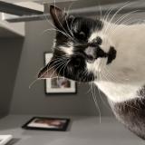 Picture of cat lost at Monteux