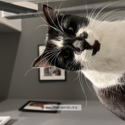 Photo 1/1 Pixel Chat lost in Monteux