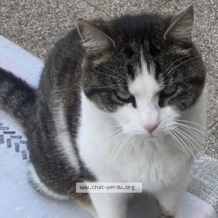 Photo 1/1 Iago Chat lost in Saint plantaire