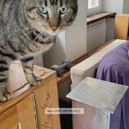 Photo 1/1 REMUS Chat lost in Naintre