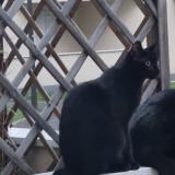 Picture of cat lost at Rosny Sous Bois