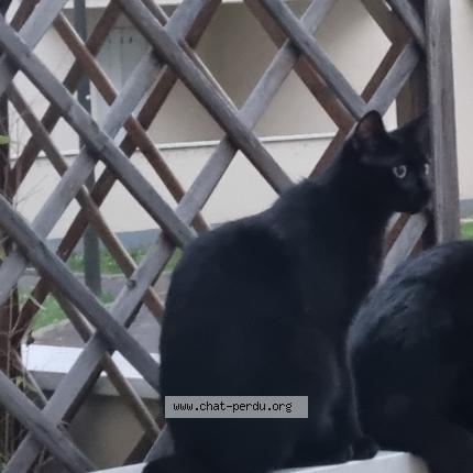 Photo 1/1 Zoï Chat lost in Rosny sous bois