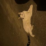 Picture of cat found at Mantes La Jolie