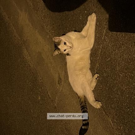 Photo 1/1 Found cat Found in Mantes la jolie