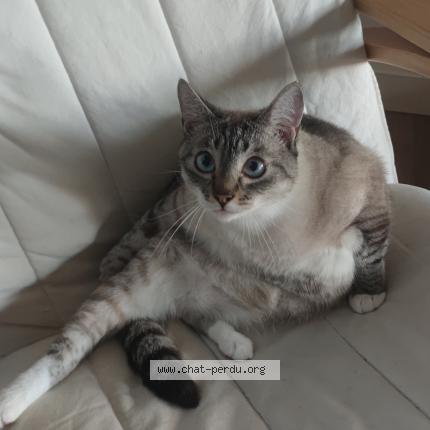 Photo 1/1 Willow Chat lost in Chauray