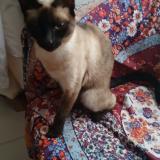 Picture of cat found at Ballanncourt