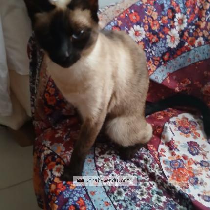 Photo 1/1 Found cat Found in Ballanncourt