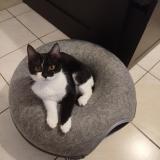 Picture of cat found at Arras