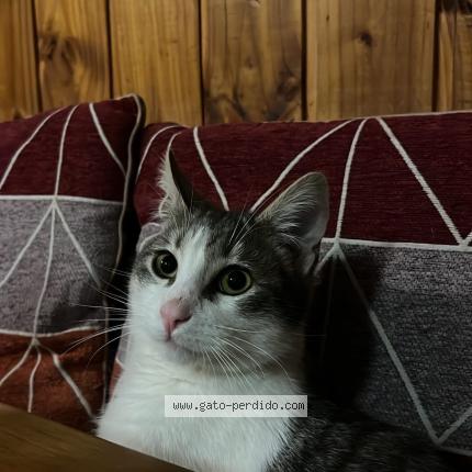 Photo 1/1 remi Chat lost in Valdivia