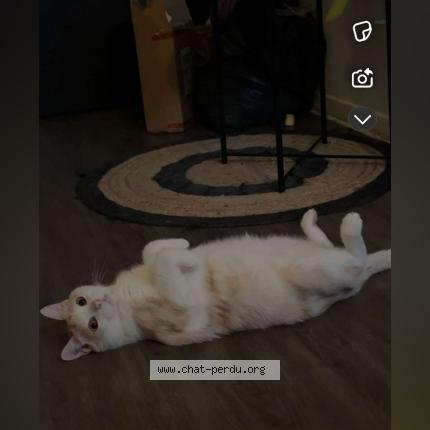 Photo 1/1 Tchoupi Chat lost in St jean de luz