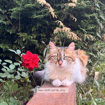 Photo 1/1 Mimi Chat lost in Saint etienne