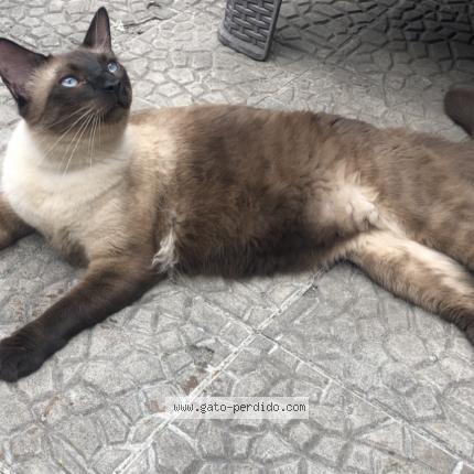 Photo 1/1 Jupiter Chat lost in Tegucigalpa