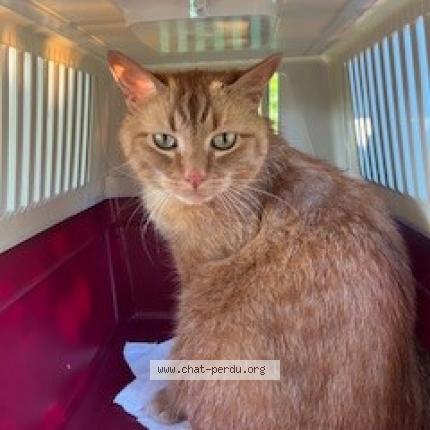 Photo 1/2 "Sans nom" Chat lost in Braives