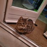 Picture of cat lost at Checy