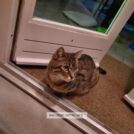 Photo 1/1 Uggy Chat lost in Checy