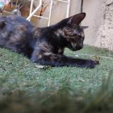 Picture of cat lost at Juvignac