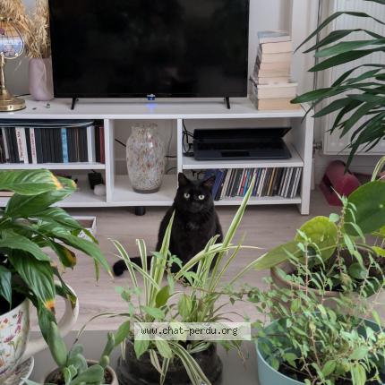 Photo 1/1 Georgette Chat lost in Rouen