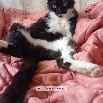 Photo 1/1 Impro Chat lost in Serignan