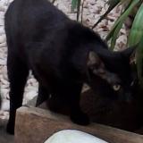 Picture of cat found at Bordeaux