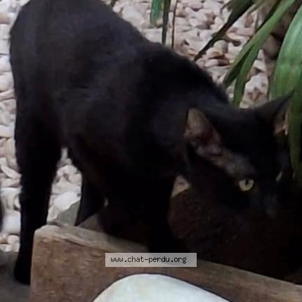 Photo 1/1 Found cat Found in Bordeaux