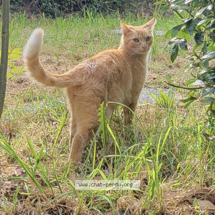 Photo 1/1 Helios Chat lost in Quimper