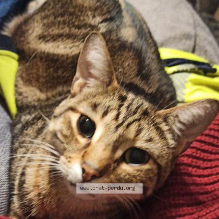 Photo 1/1 Lucky Chat lost in Le fenouiller