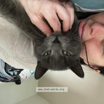 Photo 1/1 Milo Chat lost in Pornic