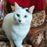 Picture of cat lost at Lesneven