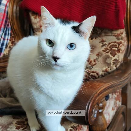 Photo 1/1 Loki Chat lost in Lesneven