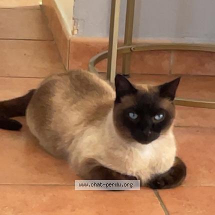 Photo 1/1 Yeezy Chat lost in Bollene