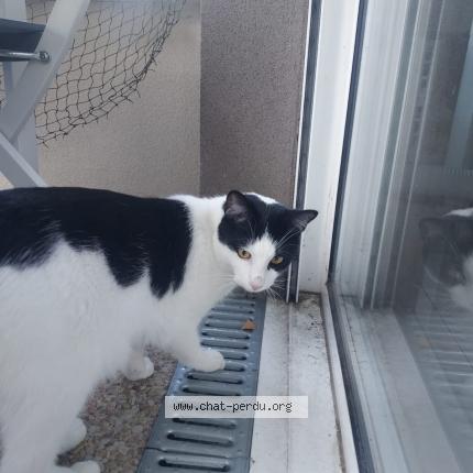 Photo 1/1 leamon Chat lost in Villemomble