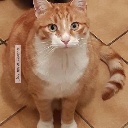 Photo 1/1 SIMBA Chat lost in Les mureaux