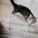 Picture of cat found at Thonon Les Bains