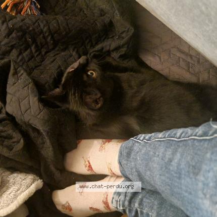 Foto 1/1 Wiedergefundene Katze Verloren in Vallorbe