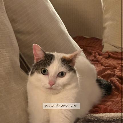 Photo 1/1 Romy Chat lost in Belleme