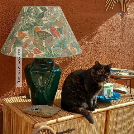 Photo 1/1 Prada Chat lost in Les sables d olonne