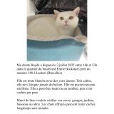 Picture of cat lost at Laeken