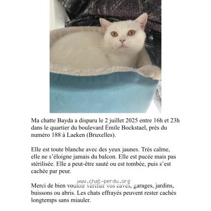 Photo 1/1 Bayda Chat lost in Laeken